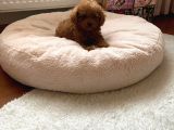 Aşılı Eğitimli Toy Poodle Yavrular