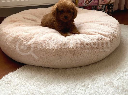 Aşılı Eğitimli Toy Poodle Yavrular görsel