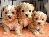 Mini Puppy Boy Sevimli Yavrular Malti̇po Ci̇nsi̇ 