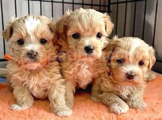 Mini Puppy Boy Sevimli Yavrular Malti̇po Ci̇nsi̇  görsel