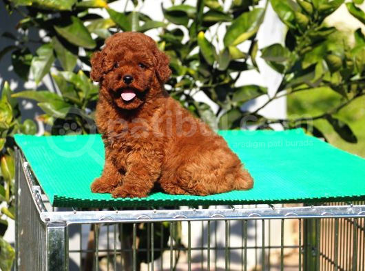 Toy Poodle Yavrular görsel