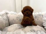 ÜST KALİTE TOYPOODLE YAVRULAR HER YERE GÖNDERİLİR