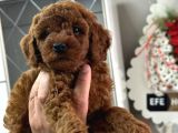 Üst Kali̇te Toypoodle Yavrular Her Yere Gönderi̇li̇r