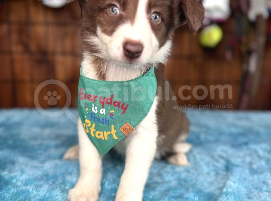 Etki̇leyi̇ci̇ Güzelli̇k Border Collie görsel