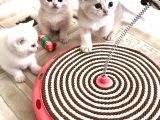 Heyecan Dolu  British Shorthair Blue Gold Ve Point Yavrular