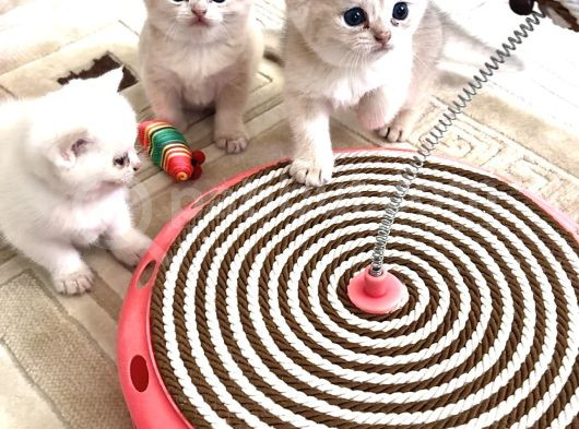 Heyecan Dolu  British Shorthair Blue Gold Ve Point Yavrular görsel