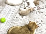 Heyecan Dolu  British Shorthair Blue Gold Ve Point Yavrular