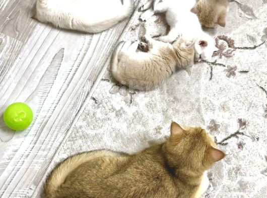 Heyecan Dolu  British Shorthair Blue Gold Ve Point Yavrular görsel