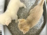 Heyecan Dolu  British Shorthair Blue Gold Ve Point Yavrular