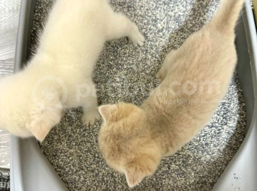 Heyecan Dolu  British Shorthair Blue Gold Ve Point Yavrular görsel