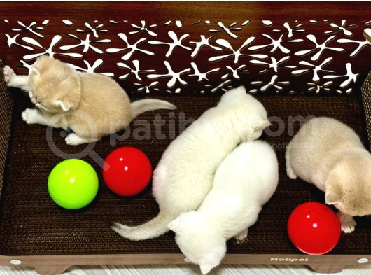 Heyecan Dolu  British Shorthair Blue Gold Ve Point Yavrular