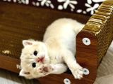 Heyecan Dolu  British Shorthair Blue Gold Ve Point Yavrular