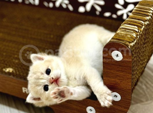 Heyecan Dolu  British Shorthair Blue Gold Ve Point Yavrular görsel