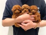 Üst Kali̇te Toypoodle Yavrular Her Yere Gönderi̇li̇r