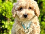 Dizayn Irk Sevimli Maltipoo Yavrular