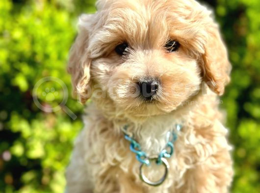 Dizayn Irk Sevimli Maltipoo Yavrular görsel
