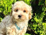 Dizayn Irk Sevimli Maltipoo Yavrular