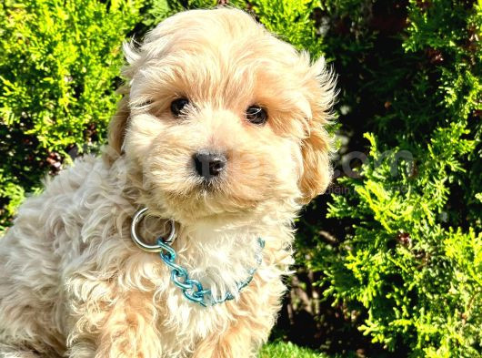 Dizayn Irk Sevimli Maltipoo Yavrular görsel