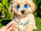 dizayn ırk sevimli maltipoo yavrular
