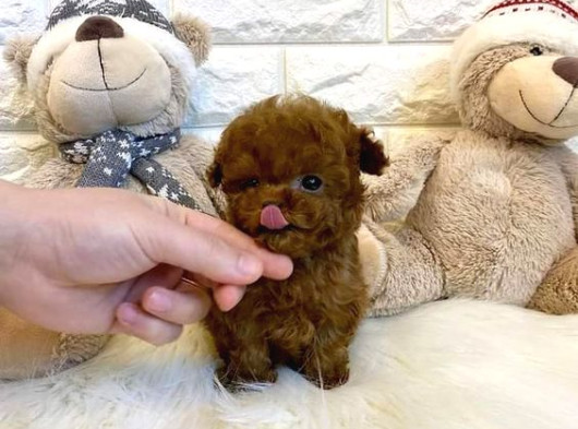 Üst Kali̇te Toypoodle Yavrular Her Yere Gönderi̇li̇r görsel