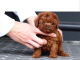 Üst Kali̇te Toypoodle Yavrular Her Yere Gönderi̇li̇r