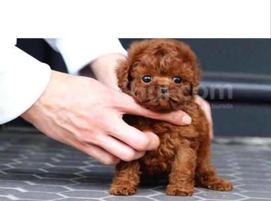 Üst Kali̇te Toypoodle Yavrular Her Yere Gönderi̇li̇r görsel