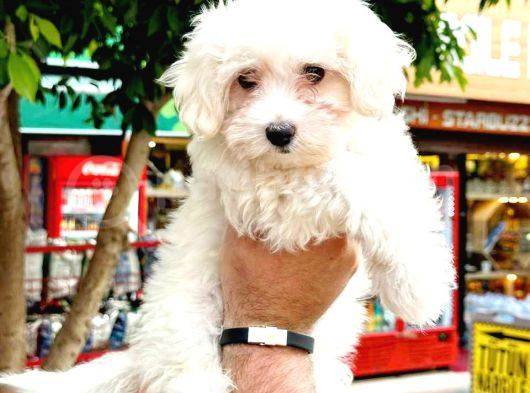 Mini boy puppy kar beyaz sevimli MALTESSE TERRİER CİNSİ 