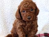 Mini boy TEACUP tooy poodle evcilbebekler 
