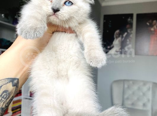Boncuk Gözlü Scottish Fold Bluepoint görsel
