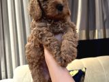 Safkan Bi̇blo Gi̇bi̇ Toy Poodle Yavrular