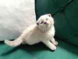 Boncuk Gözlü Scottish Fold Bluepoint