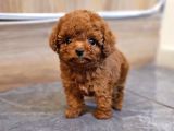 Bayram Hediyesi Safkan Toy Poodle Yavrumuz