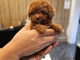 Bayram Hediyesi Safkan Toy Poodle Yavrumuz