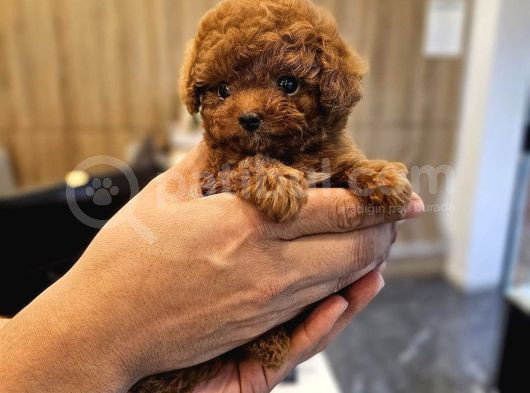 Bayram Hediyesi Safkan Toy Poodle Yavrumuz görsel