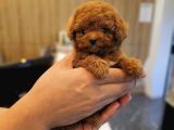 Bayram Hediyesi Safkan Toy Poodle Yavrumuz