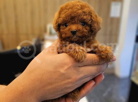 Bayram Hediyesi Safkan Toy Poodle Yavrumuz görsel