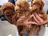 Bayram hediyesi safkan toy Poodle yavrumuz
