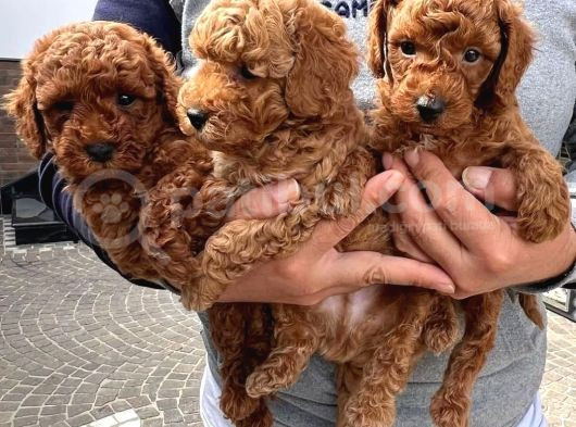 Bayram Hediyesi Safkan Toy Poodle Yavrumuz