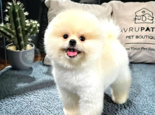 Gülen Surat Pomeranian Boo Yavrularımız görsel