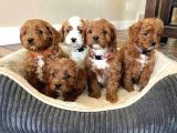 Mi̇ni̇ Puppy Boy Kahve Tonlu Kivircik Tüylü Malti̇po Yavrular 