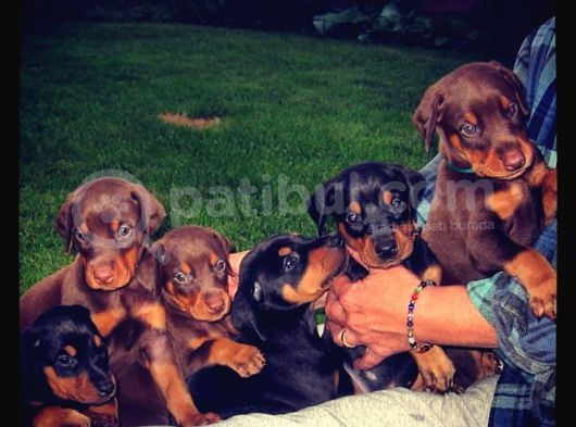 Show Kalite Doberman Yavrular görsel