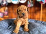 En Akıllı Apartman Köpeği Secereli Toy Poodle