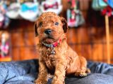 En Akıllı Apartman Köpeği Secereli Toy Poodle