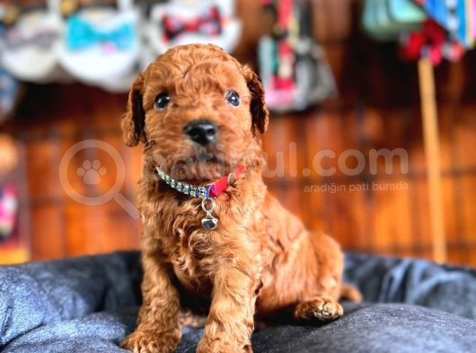 En Akıllı Apartman Köpeği Secereli Toy Poodle görsel