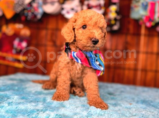 En Akıllı Apartman Köpeği Secereli Toy Poodle görsel