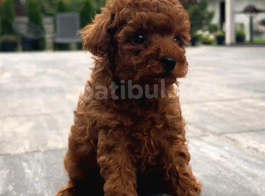 Red Brown Toy Poodle görsel