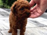 Red brown Toy Poodle