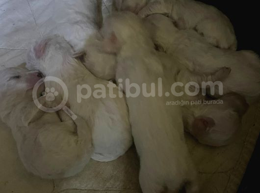 15 Günlük  Yavru Maltese