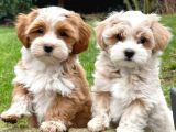 MİNİ PUPPY BOY KAHVE TONLU KIVIRCIK TÜYLÜ MALTİPO YAVRULAR 