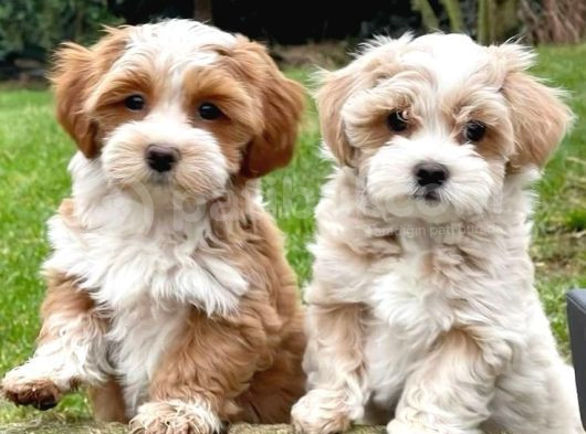 Mi̇ni̇ Puppy Boy Kahve Tonlu Kivircik Tüylü Malti̇po Yavrular 